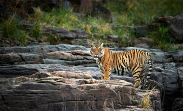 Golden Triangle Tour With Tiger Safari